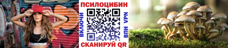 закладка  Мещовск  Галлюциногенные грибы Cubensis 